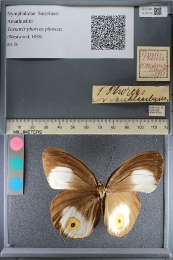 Media type: image;   Entomology 196780
